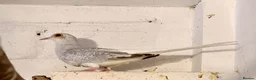 Finches birds for sale: Rosa bourkes parakeet, diamond doves, zebra finch - Advert 11
