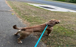Old Tyme Bulldog dogs for sale: 2 year old old tyme Bruno  - Image 2