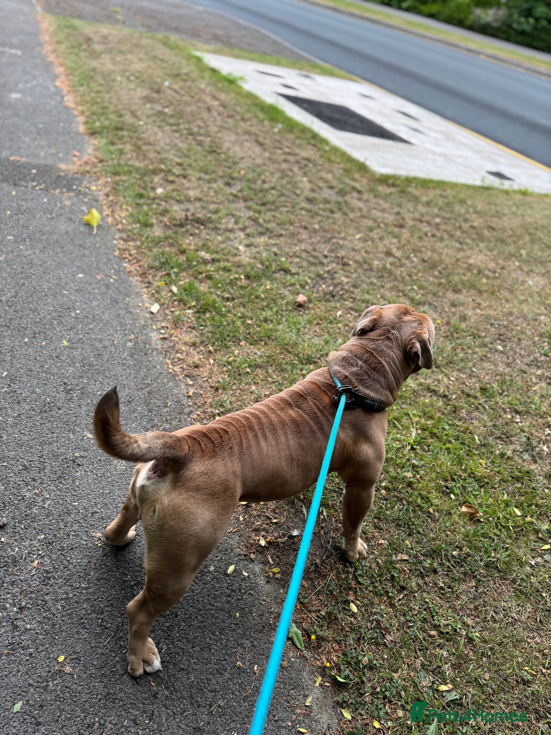 Old Tyme Bulldog dogs for sale: 2 year old old tyme Bruno  - Image 2