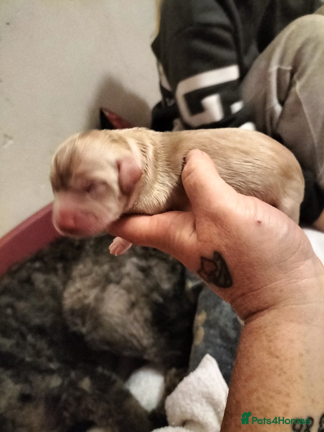 Labradoodle dogs for sale: Beautiful labradoodle puppies for sale  - Advert 9