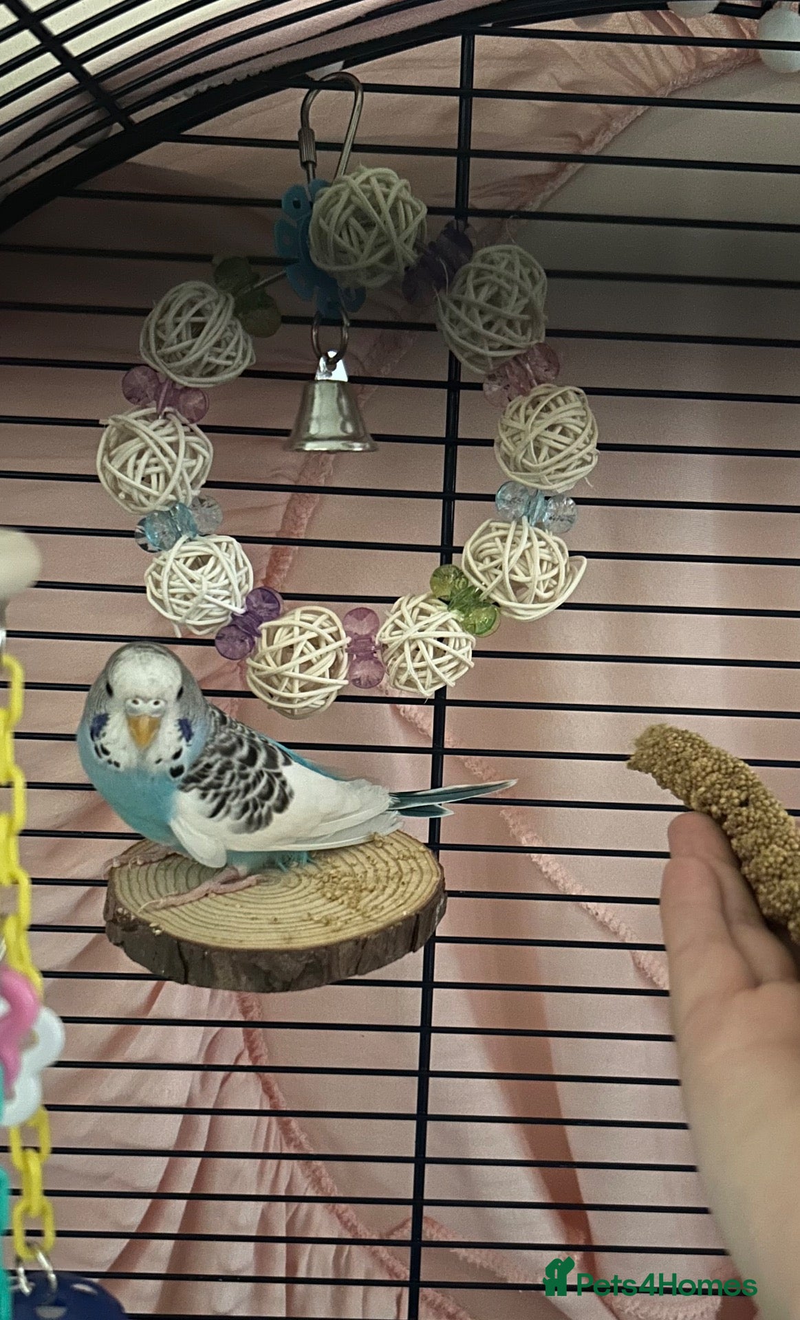 Budgerigars birds Female budgie for sale - Advert 1