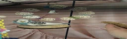Budgerigars birds for sale: Female budgie for sale in Southampton - Advert 1