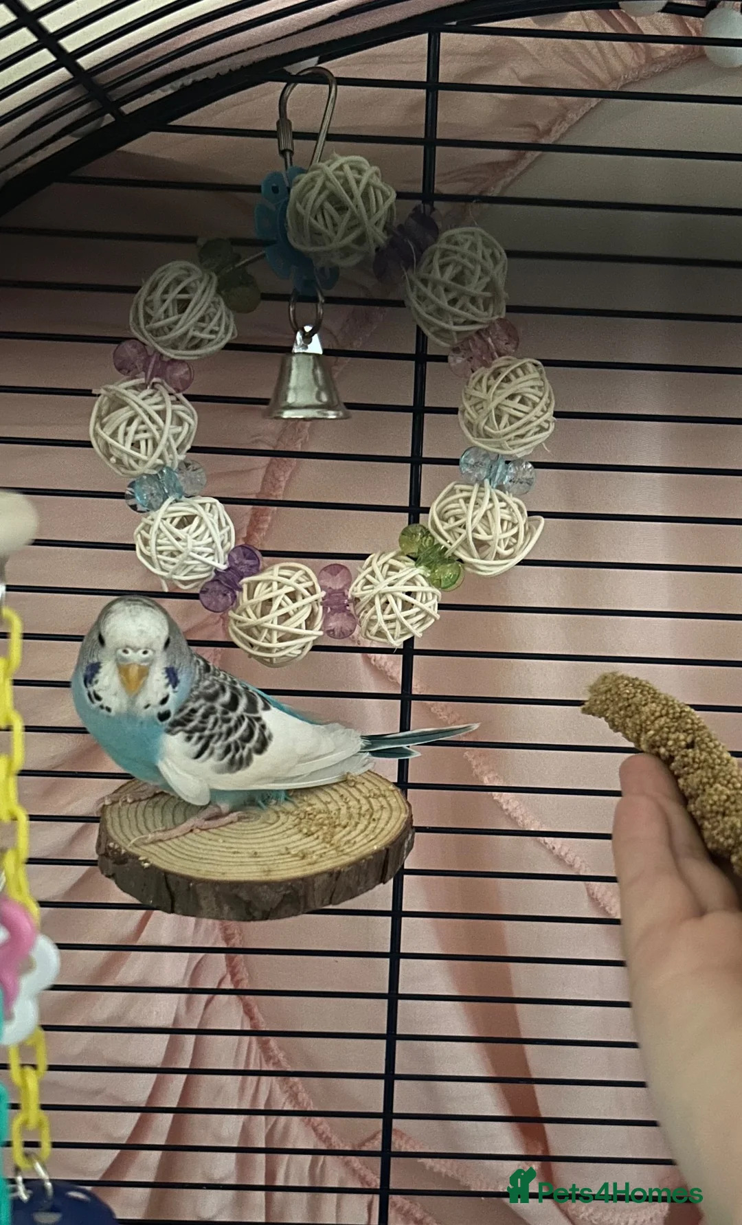 Budgerigars birds for sale: Female budgie for sale in Southampton - Advert 1
