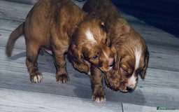Cocker Spaniel dogs for sale: Cocker Spaniel Puppies  - Image 4