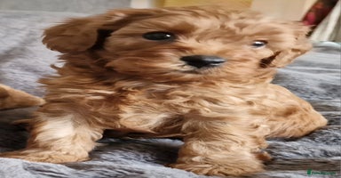 Cavachon dogs - Advert 11
