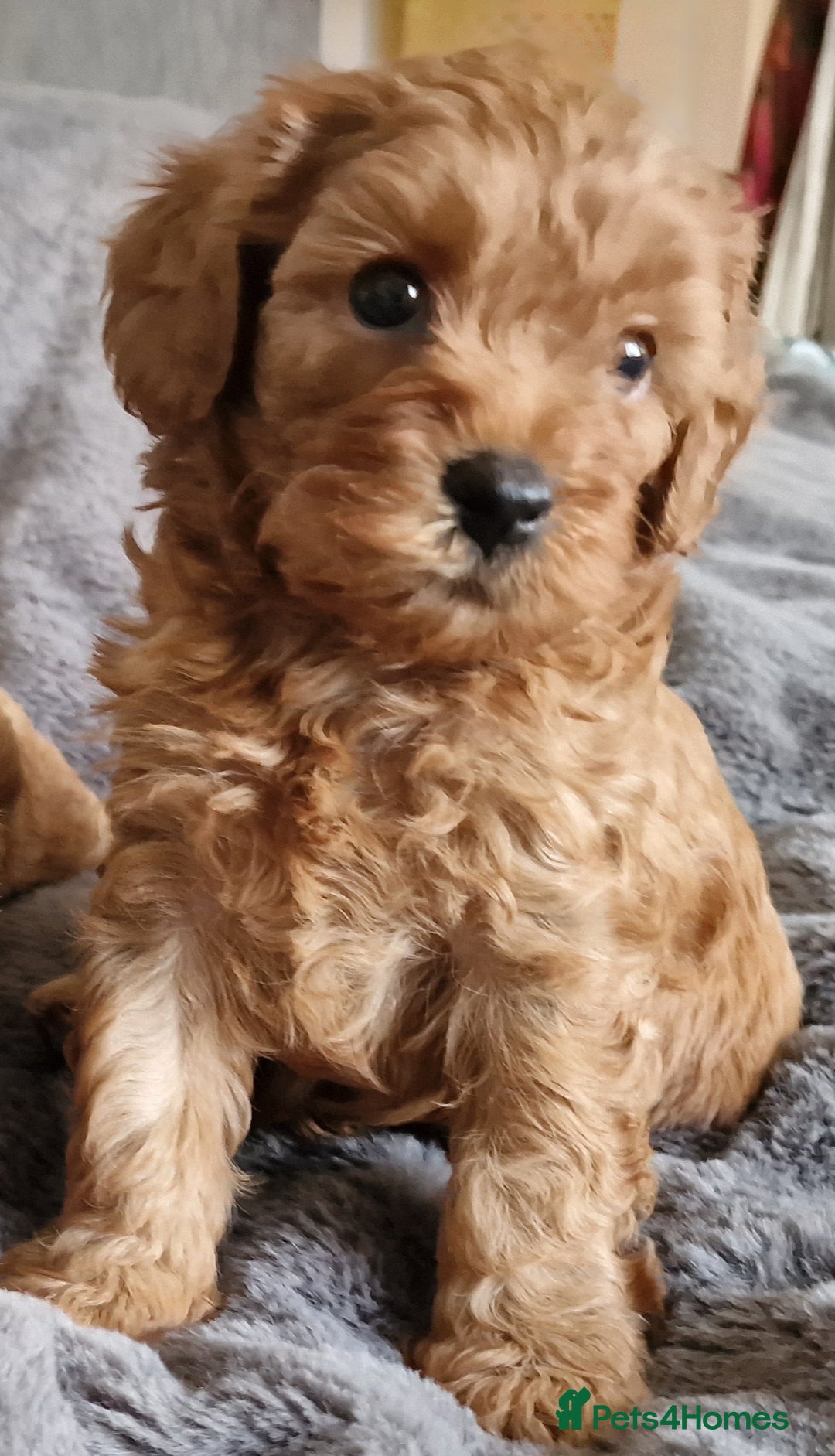Cavachon dogs for sale: Gorgeous litter cavapoochon puppies - Image 3