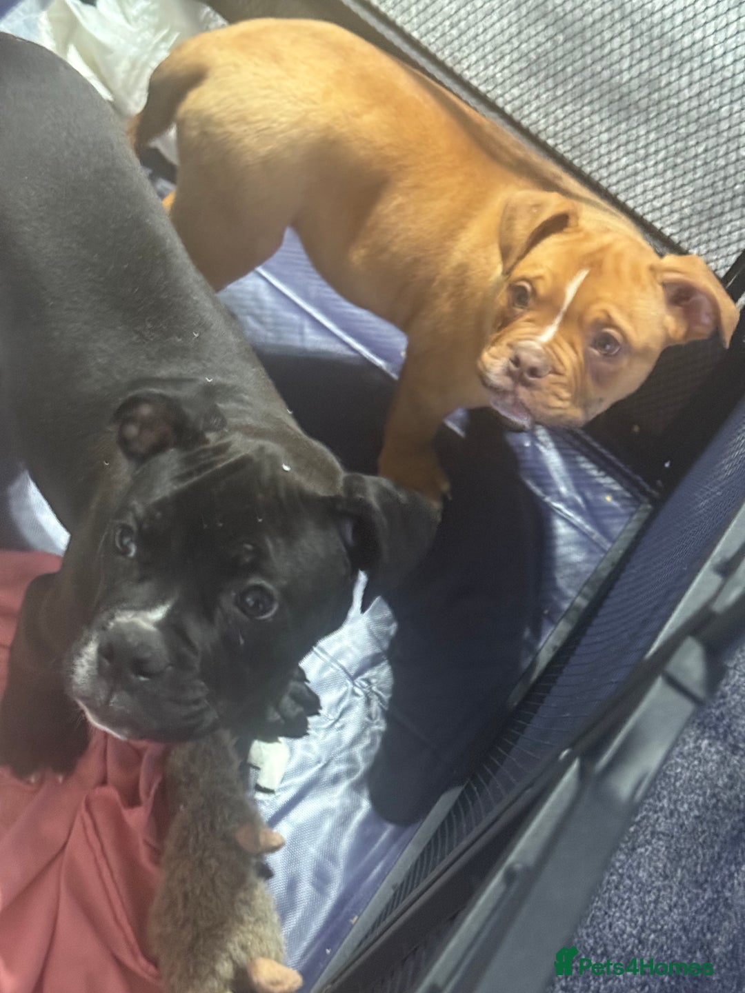 Alapaha Blue Blood Bulldog dogs for sale: ALAPAHA BLUE BLOOD BULLDOGS  - Advert 23