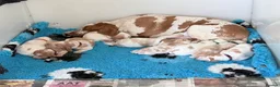 Bracco Italiano dogs for sale: Bracco Italiano puppies - Advert 2