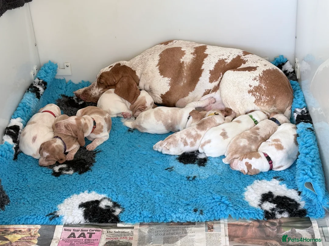 Bracco Italiano dogs for sale: Bracco Italiano puppies - Advert 2