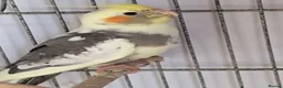 Cockatiels birds for sale: Baby Cockatiels - Advert 1