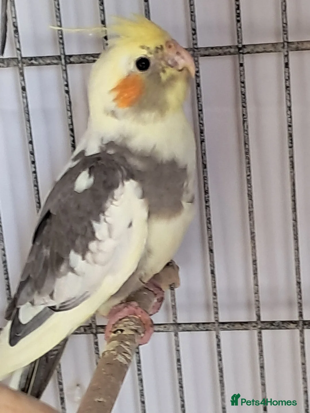 Cockatiels birds for sale: Baby Cockatiels - Advert 1