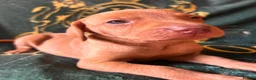 Hungarian Vizsla dogs for sale: Hungarian viszla puppies  - Advert 24