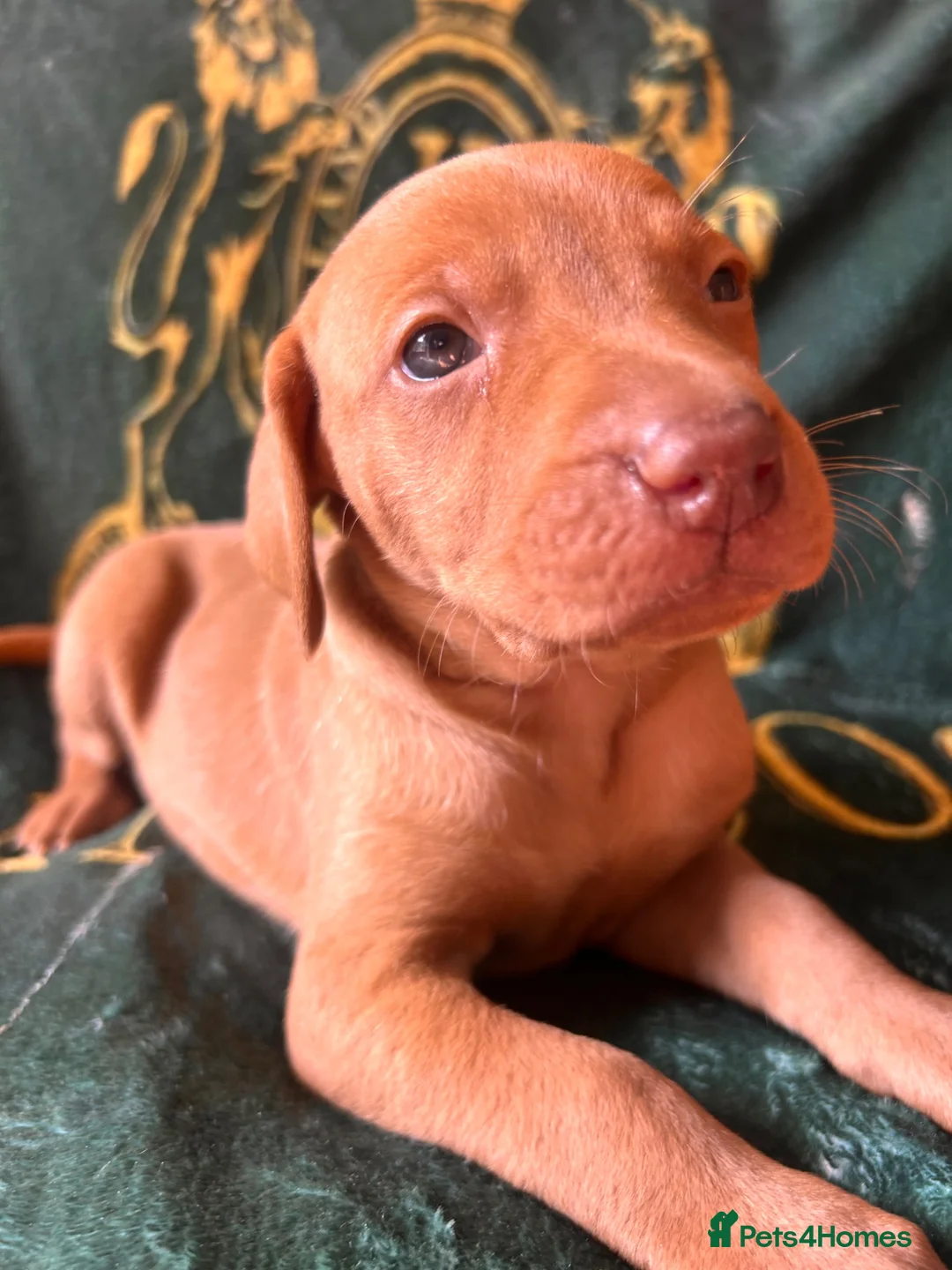 Hungarian Vizsla dogs for sale: Hungarian viszla puppies  - Advert 24