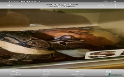 Python Snake reptiles for sale: Royal python  (normal) - Image 2