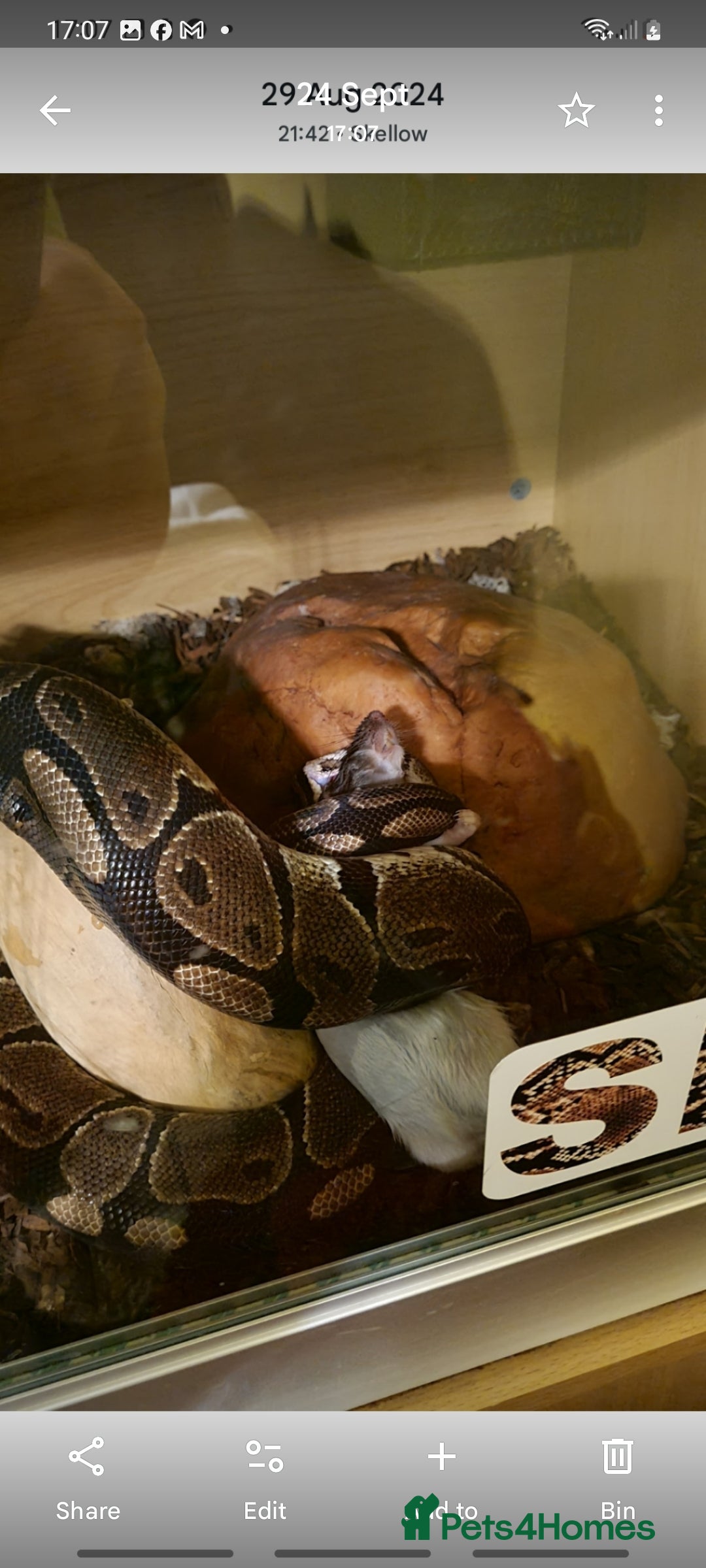 Python Snake reptiles for sale: Royal python  (normal) - Image 2