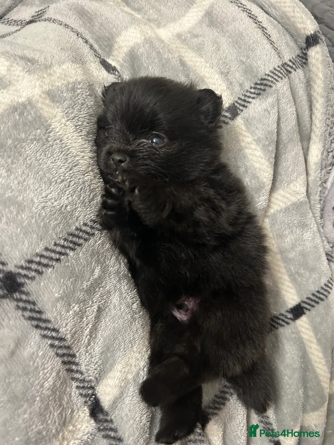 Pomeranian dogs for sale: Beautiful  **  black Pomeranians  - Advert 6