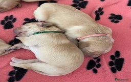 Golden Retriever dogs for sale: 🐾Sweet Golden Retriever Puppies-5 generation KC🐾 - Image 19