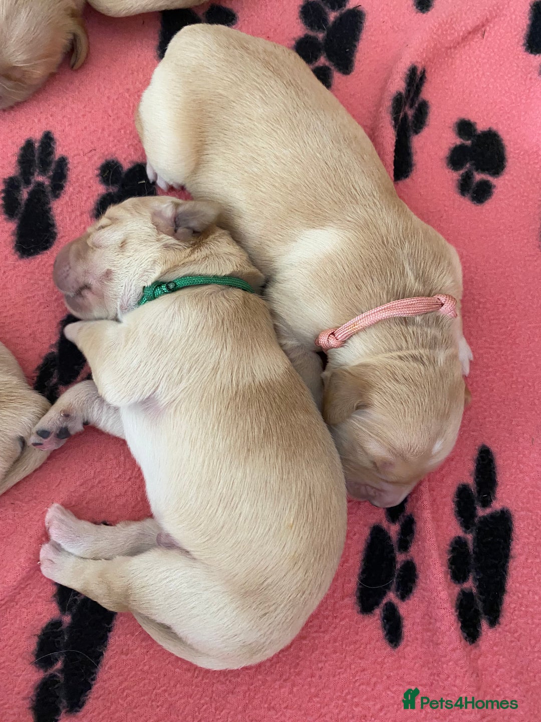 Golden Retriever dogs for sale: 🐾Sweet Golden Retriever Puppies-5 generation KC🐾 - Image 19