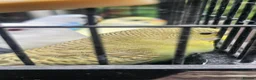 Budgerigars birds for sale: Baby budgies for sale  in Waltham Abbey - Advert 14