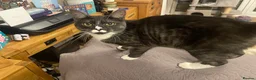 Mixed Breed cats for sale: Short haired Male cat  - Advert 6
