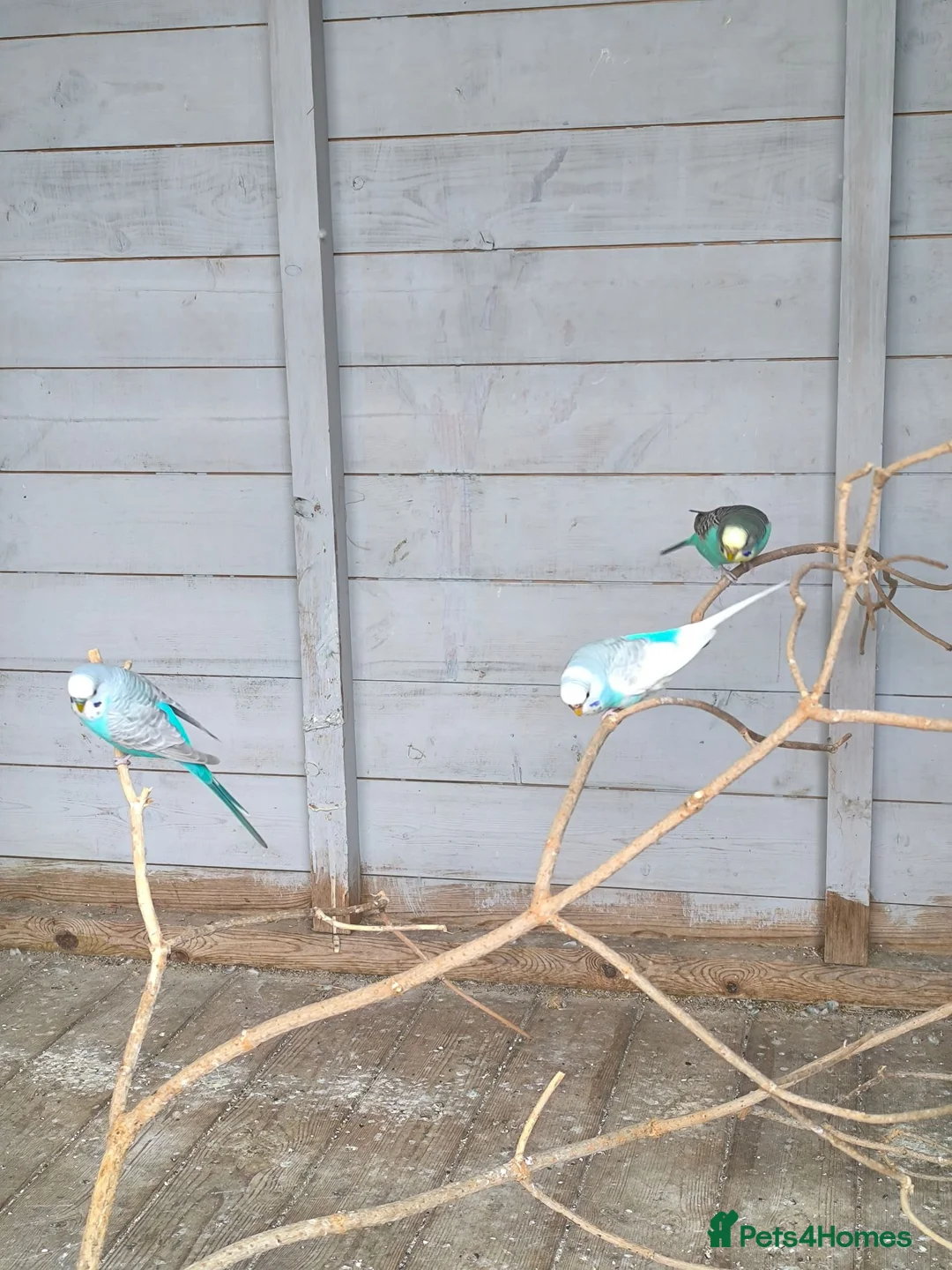 Budgerigars birds for sale: Budgies for sale  in Luton - Advert 5