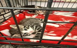 Mixed Breed cats for sale: Kittens - Image 4