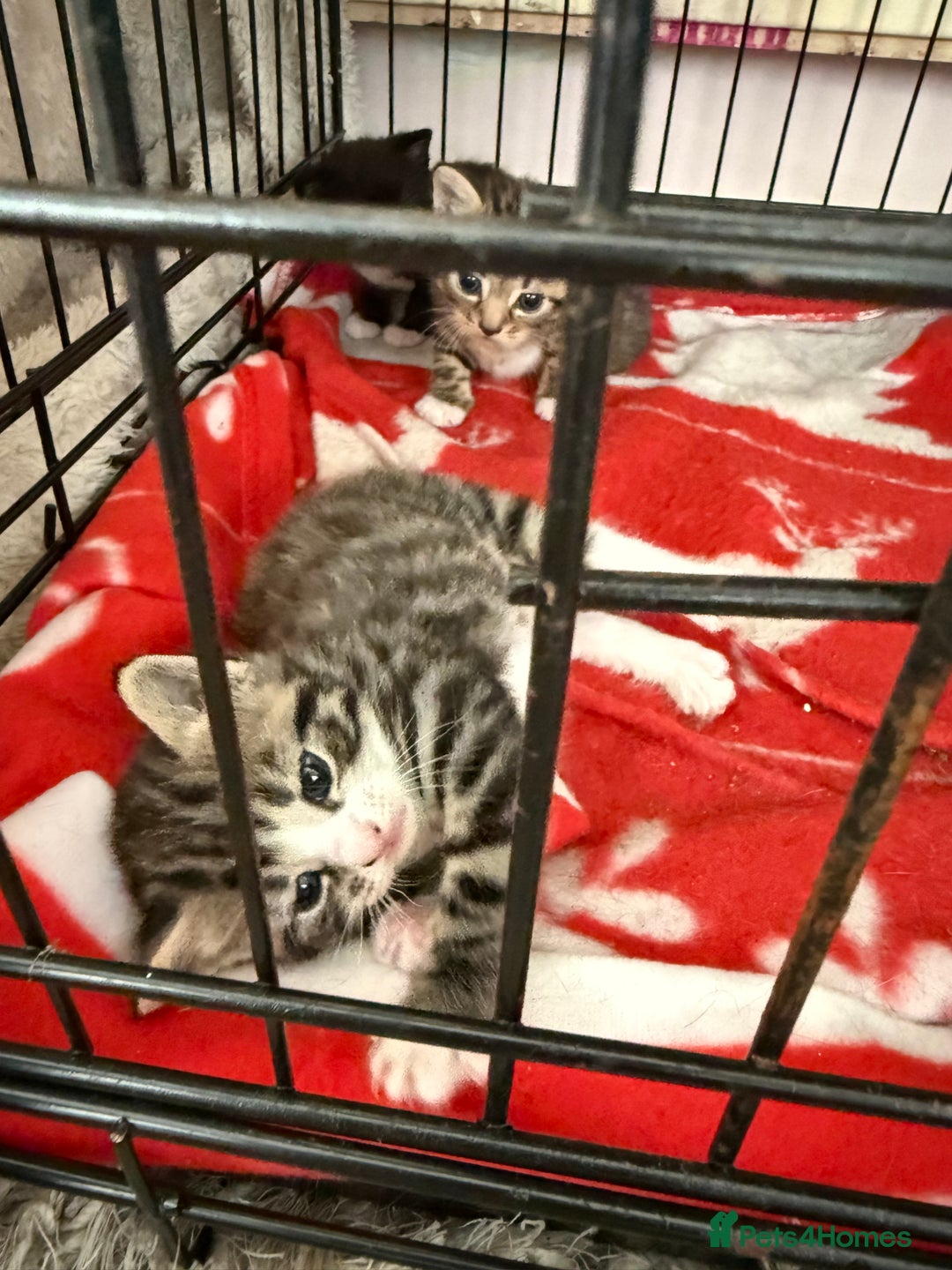 Mixed Breed cats for sale: Kittens - Image 4
