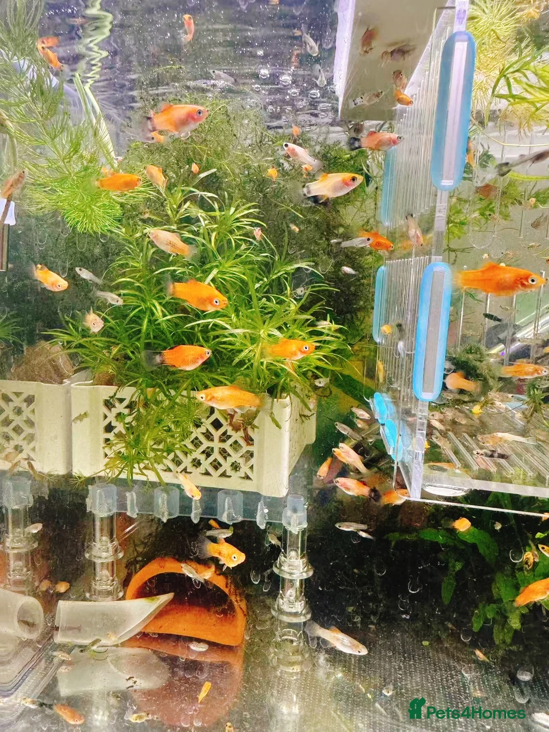 Platies fish for sale: Beautiful small Platy, Guppy Molly &Pleco-HobbyTK - Advert 2