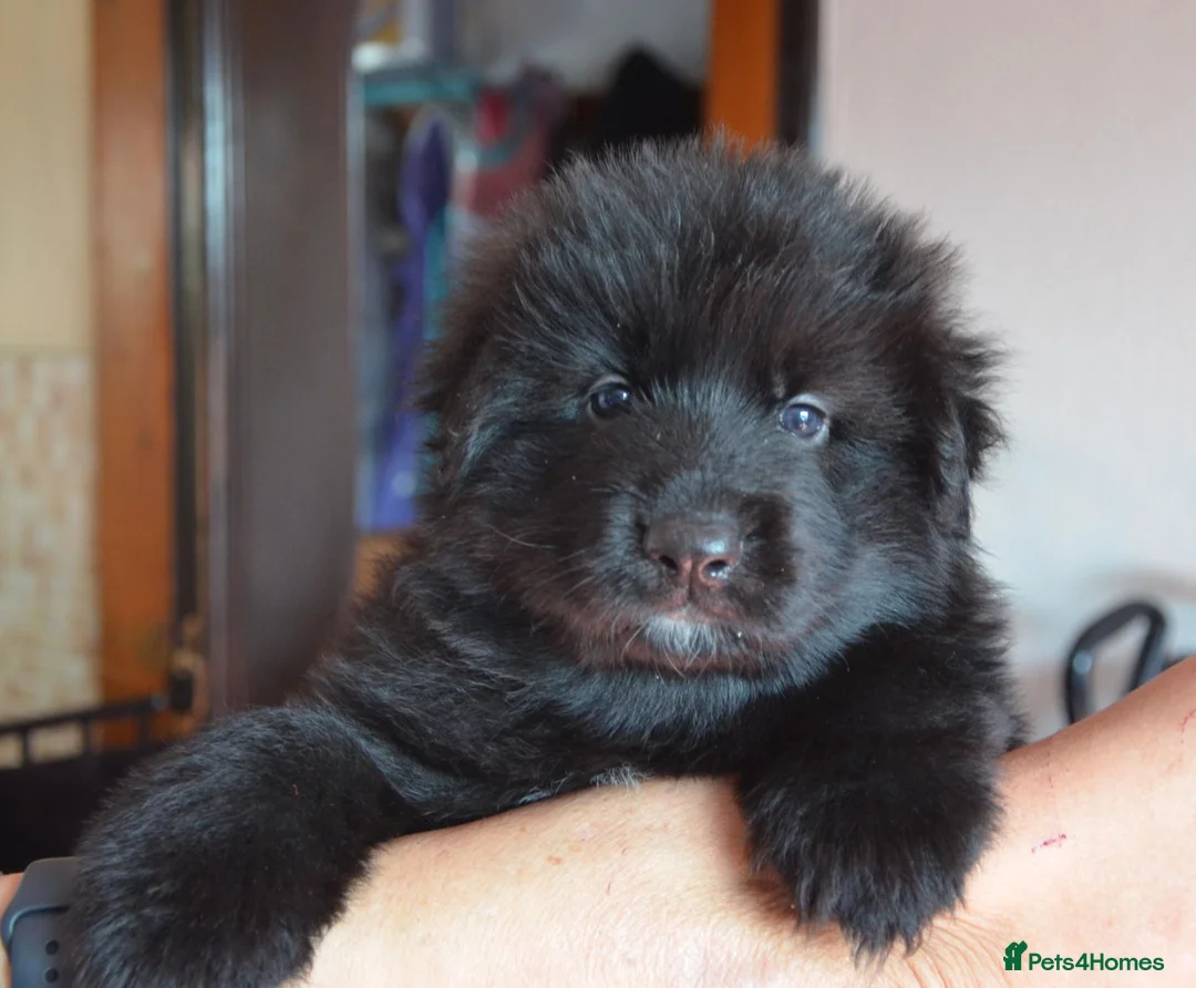 German Shepherd dogs for sale: Stunning long haired black puppies large nchunky  - Advert 6