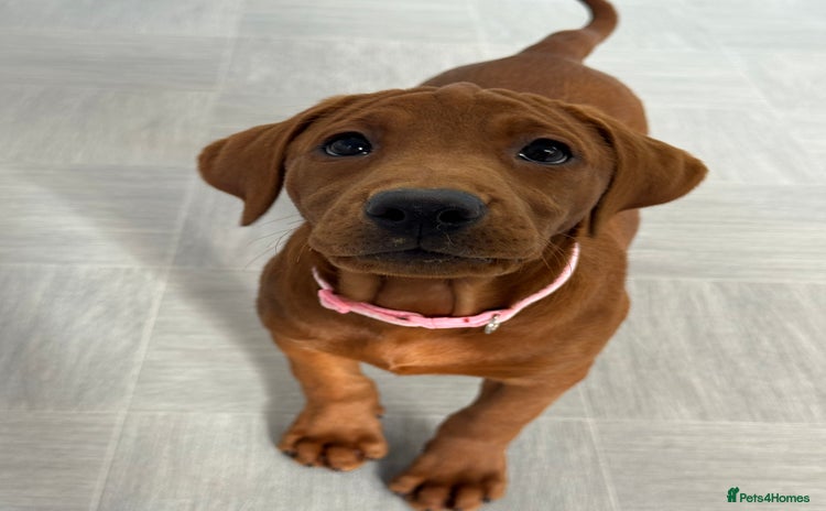 Labrador Retriever dogs - Advert 3