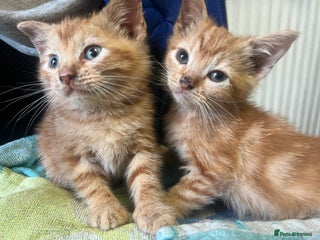 Mixed Breed cats - Advert 9