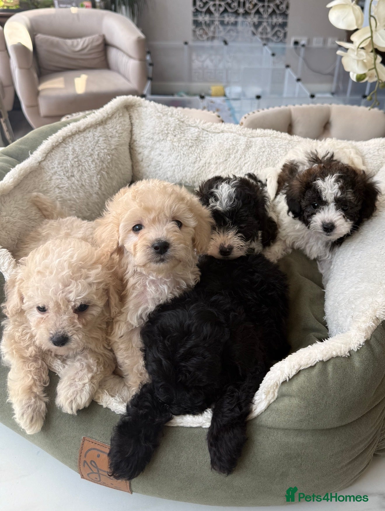 Toy Poodle dogs 4 little Tiny Toy Poodles 🐶🐶 - Advert 1