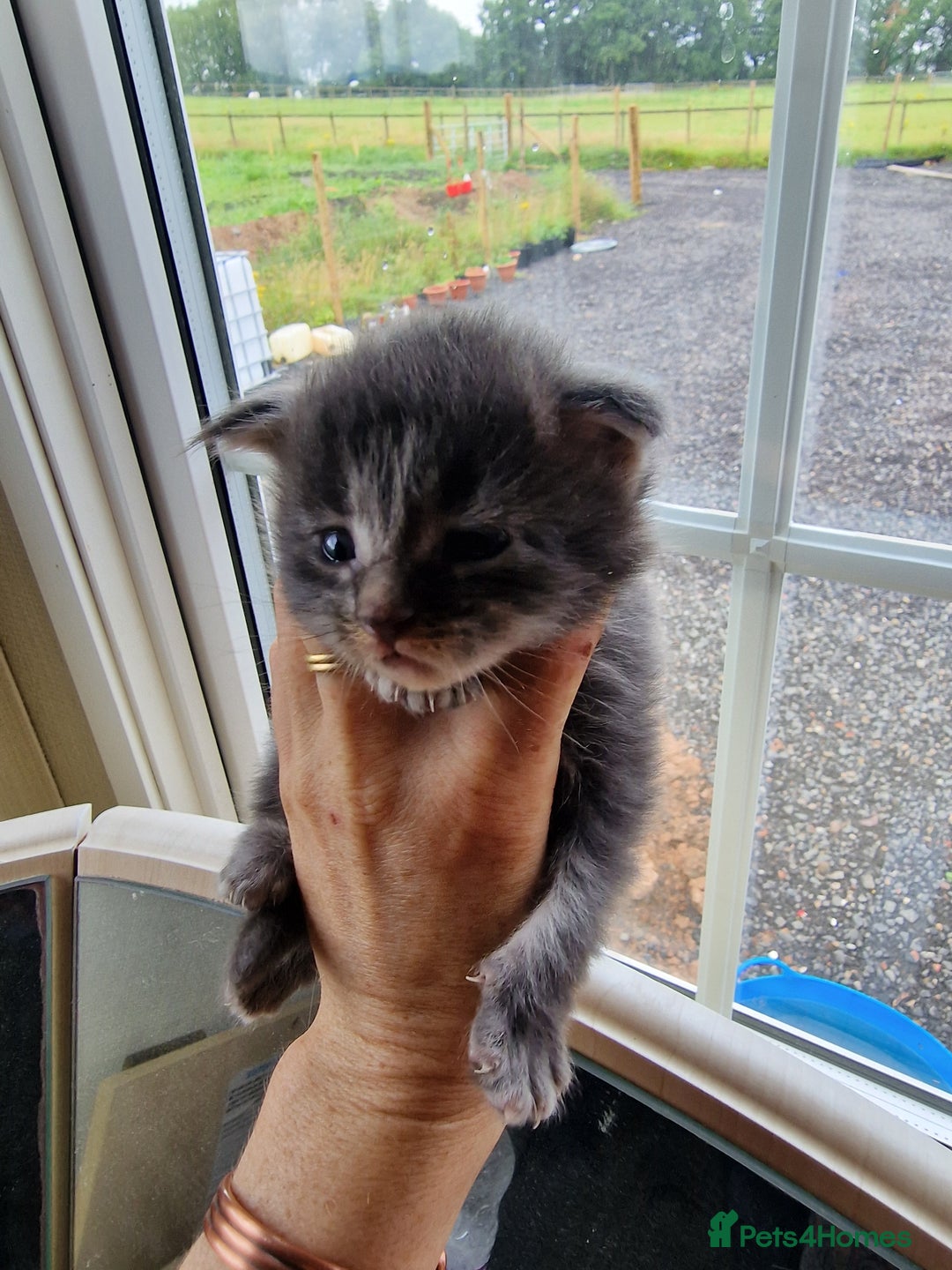 Maine Coon cats for sale: Blue/Silver Tabby Main Coon - Image 10