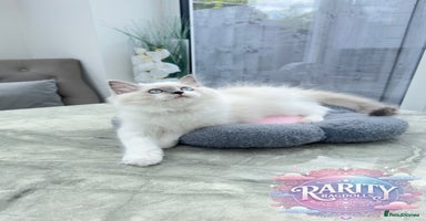 Ragdoll cats - Advert 14