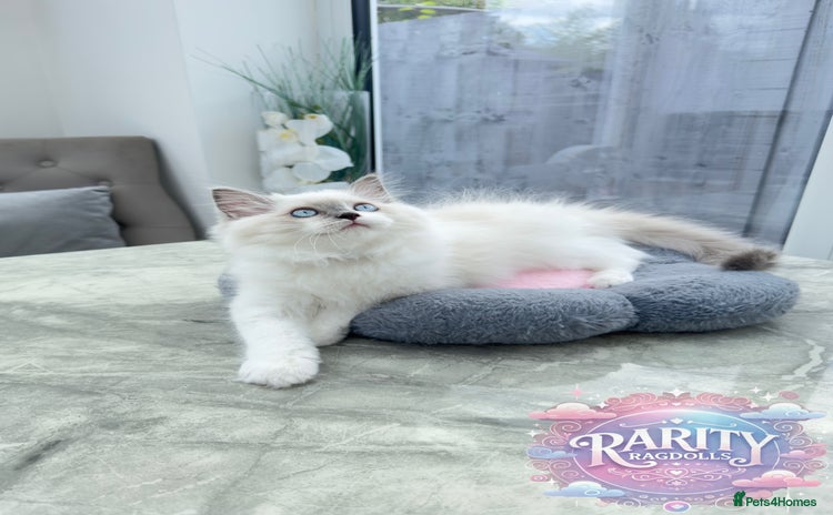 Ragdoll cats - Advert 1