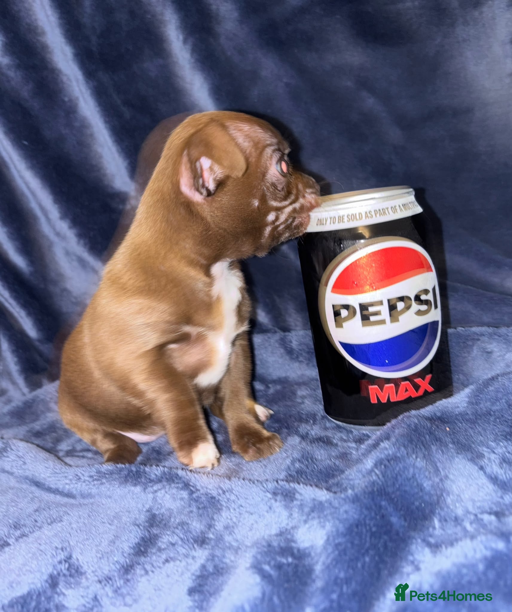 Chihuahua dogs 3 chihuahua puppy’s for sale - Advert 14