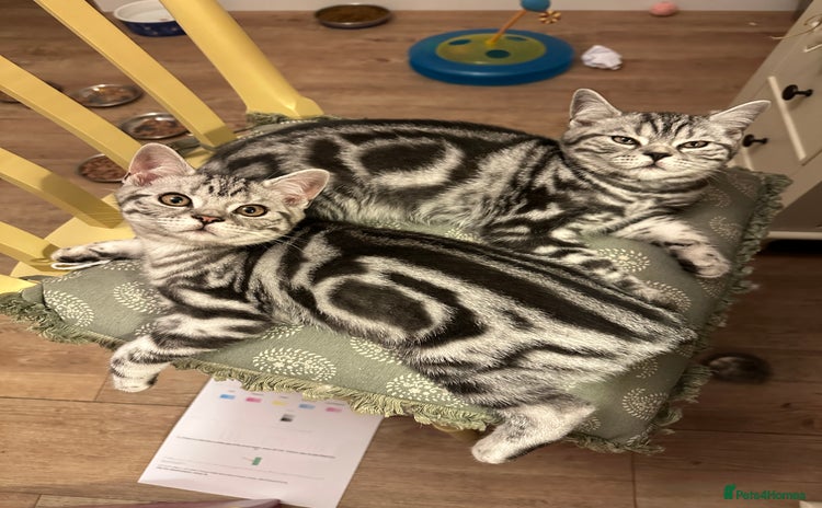 British Shorthair cats - Advert 2