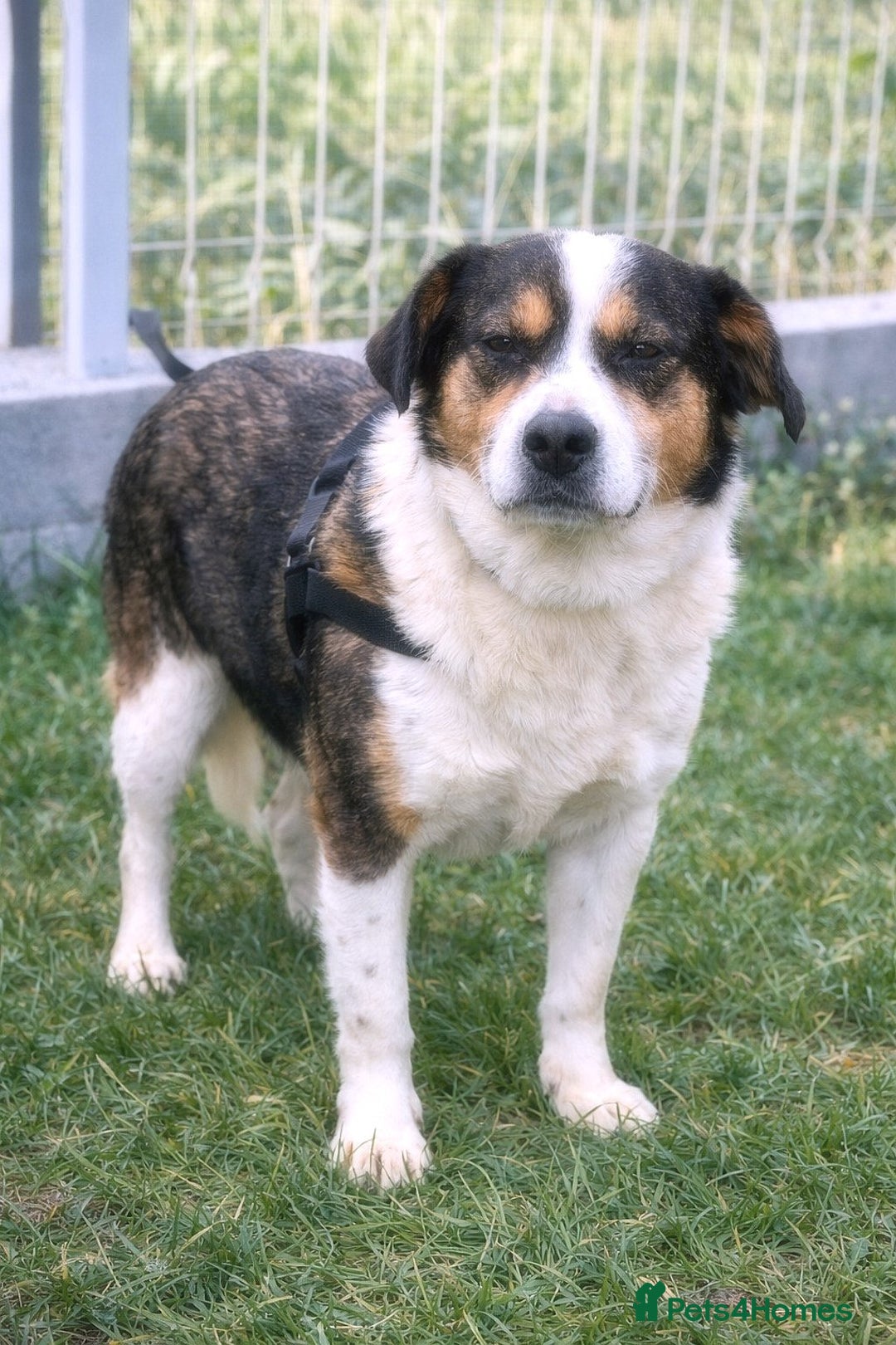 Mixed Breed dogs for adoption: ✨ Flo – a smile that steals your heart ✨ - Advert 4