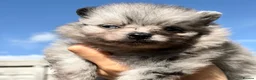 Pomeranian dogs for sale: BEAUTIFUL TEDDY FACE POMERANIAN PUPPIES KC ❤️✨ - Advert 7