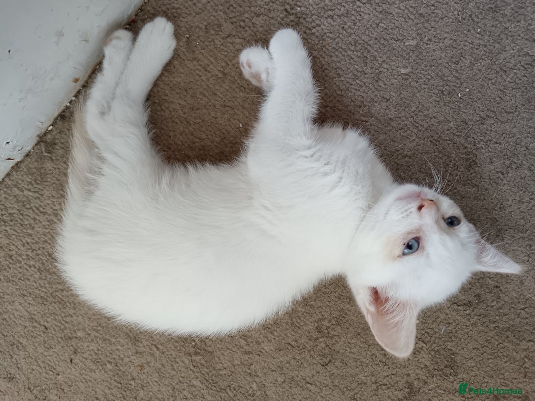 Domestic Shorthair cats for sale: 3 beautiful kittens - Image 24