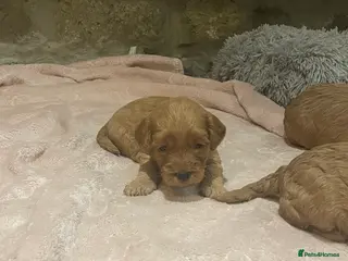 Cockapoo dogs 5⭐️ Red F1 cockapoo pups. Clear genetics - Advert 3