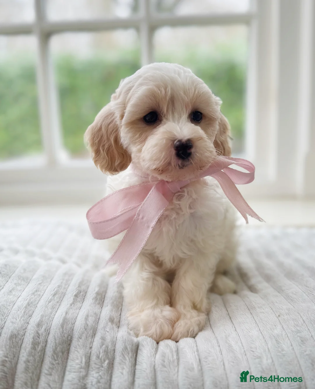 Mixed Breed dogs for sale: Shichon-poo Teddy bear - Advert 23