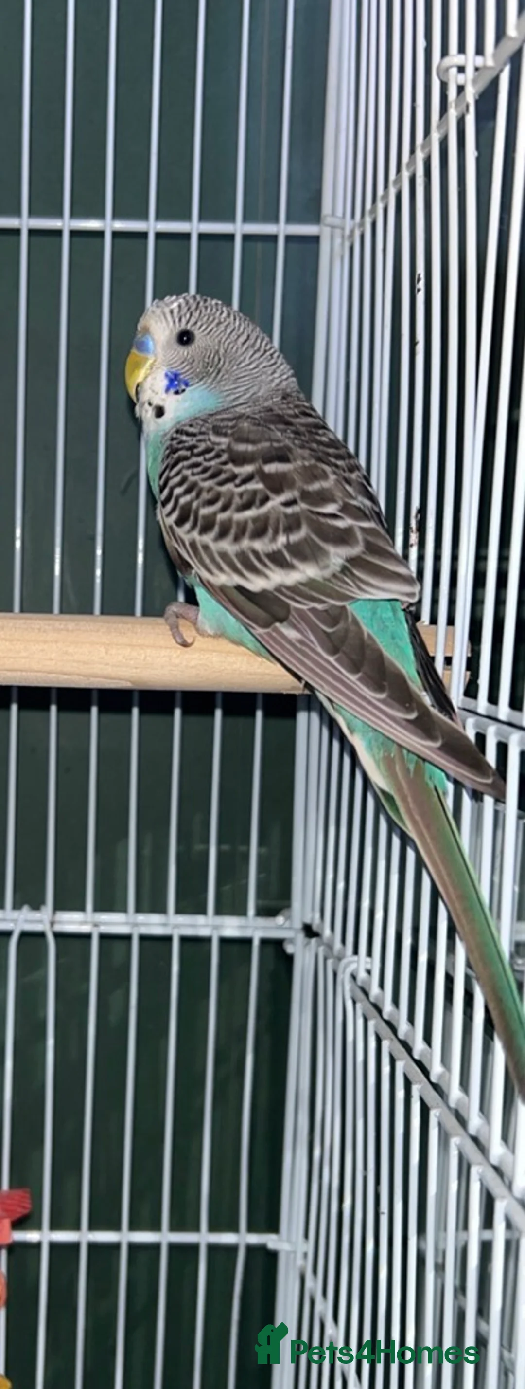 Budgerigars birds for sale: Blue baby budgie / male in Wednesbury - Advert 2