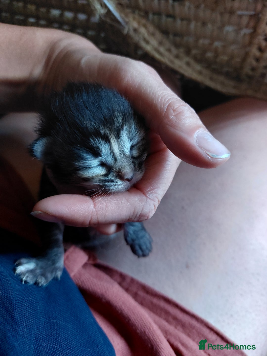 Maine Coon cats for sale: Beautiful Maine Coon x Ragdoll kittens  - Image 9
