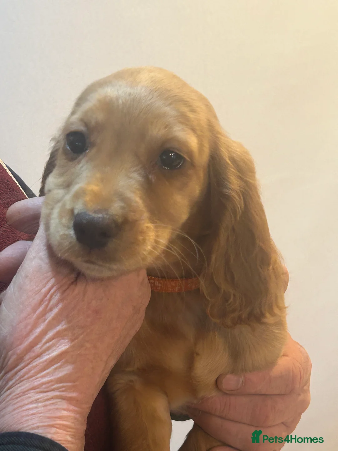 Cocker Spaniel dogs for sale: Golden Working Cocker Spaniel litter - Advert 5