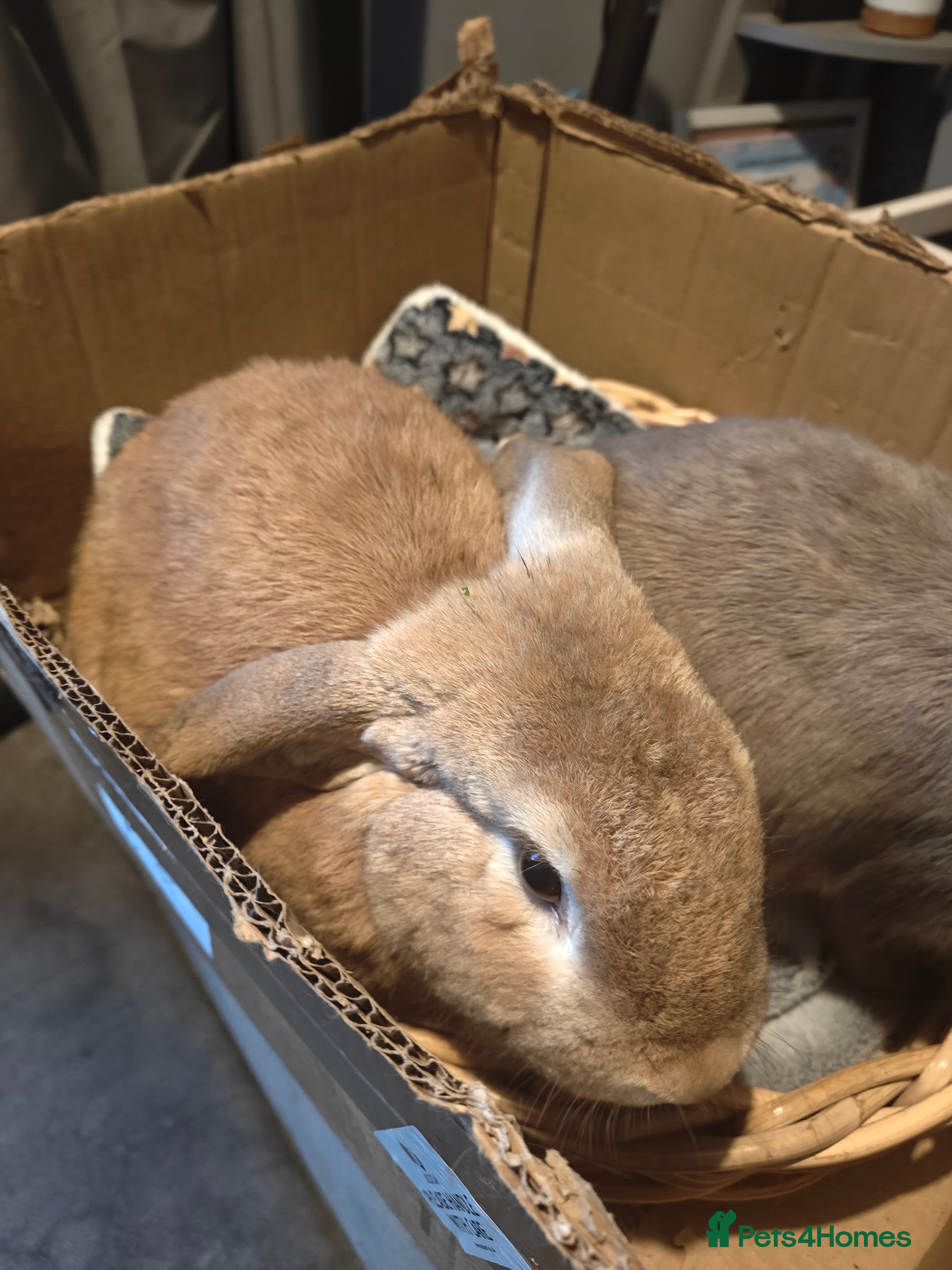 Mixed Breed rabbits 3 rabbits free free free  - Advert 2