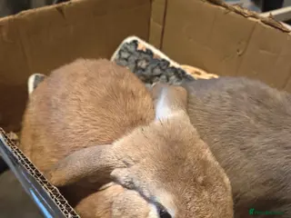 Mixed Breed rabbits 3 rabbits free free free - Advert 2
