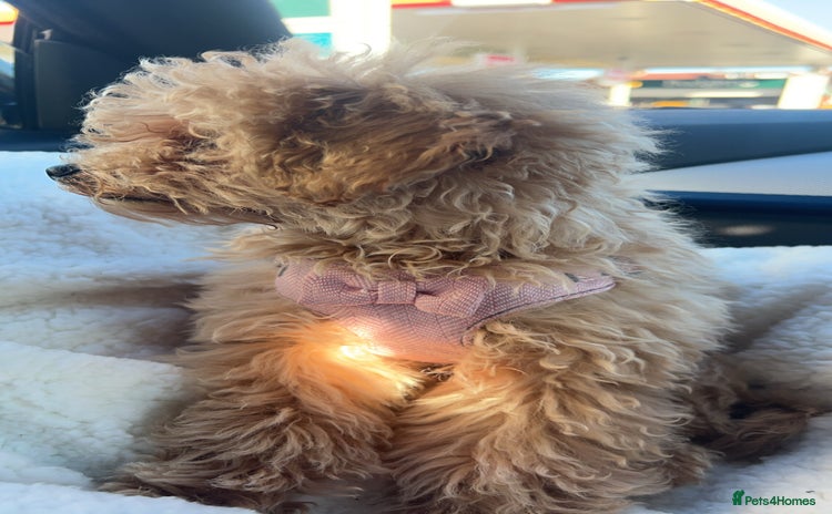 Miniature Poodle dogs - Advert 19