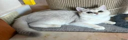 British Shorthair cats for sale: Beautiful Silver Shaded British Shorthair Girl  in Great Missenden - Advert 1