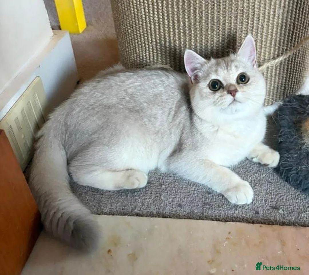 British Shorthair cats for sale: Beautiful Silver Shaded British Shorthair Girl  in Great Missenden - Advert 1